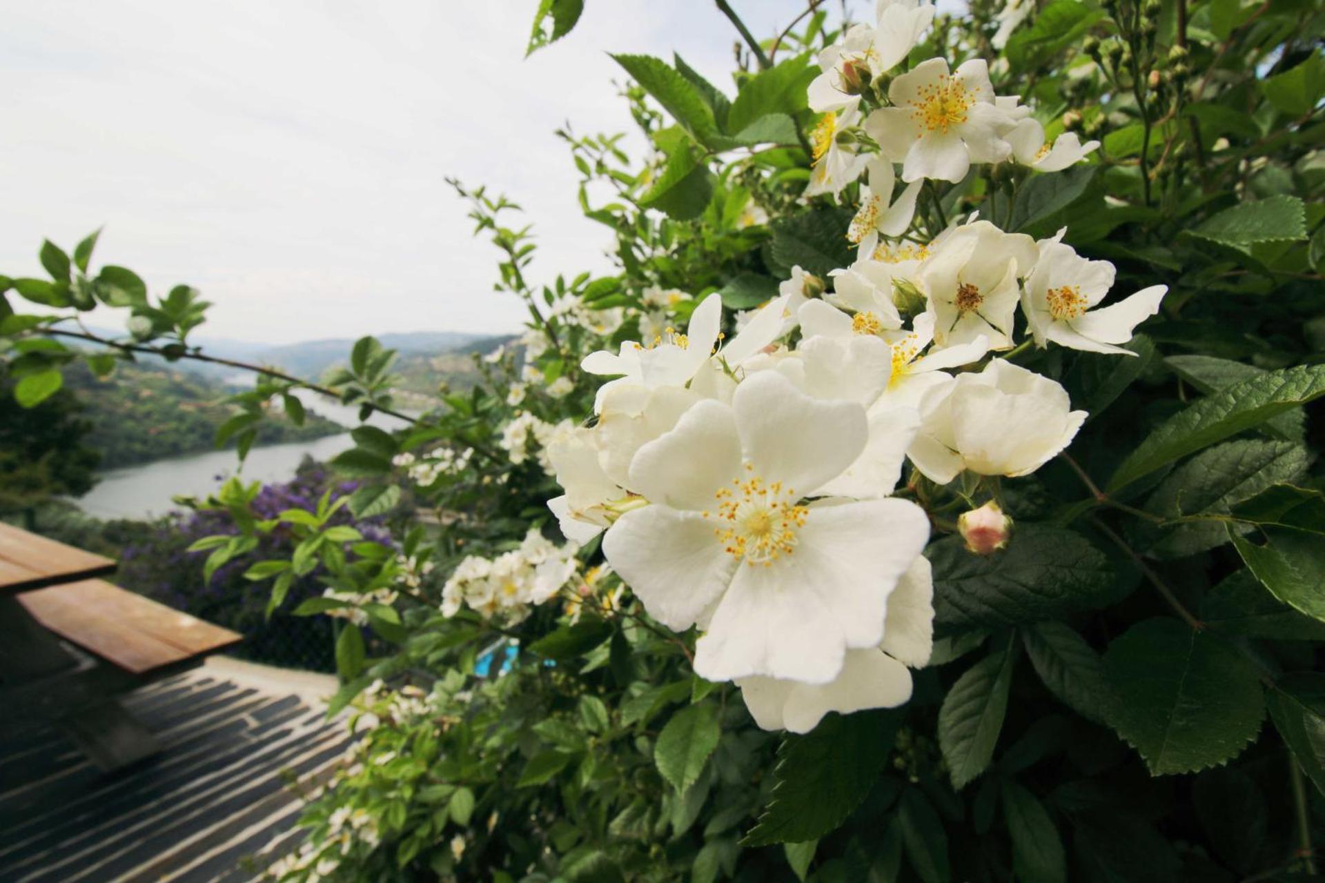 Douro Mesio Guest House