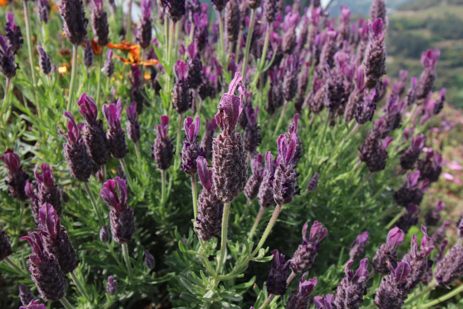 Douro Mesio Guest House