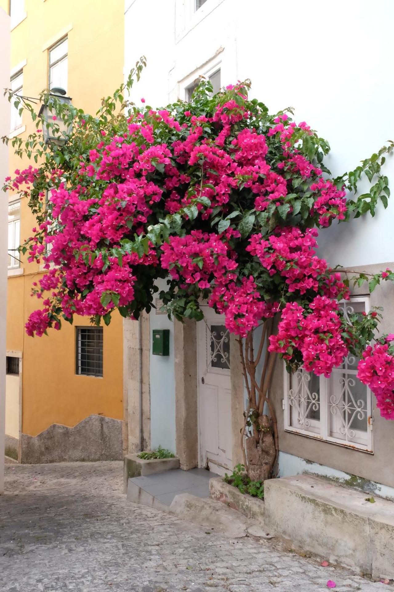 Proa d'Alfama Guest House