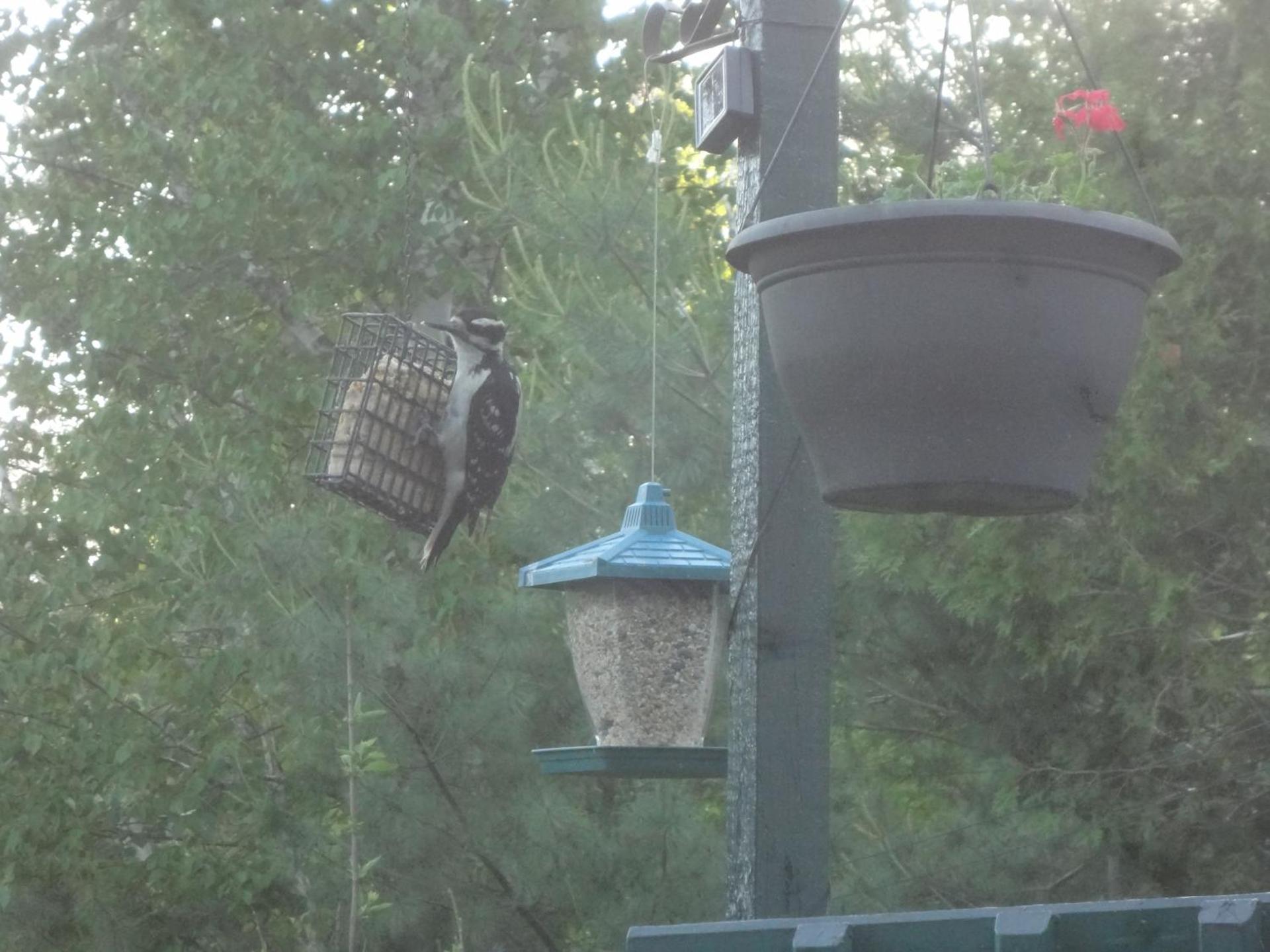 Au Clochard Céleste