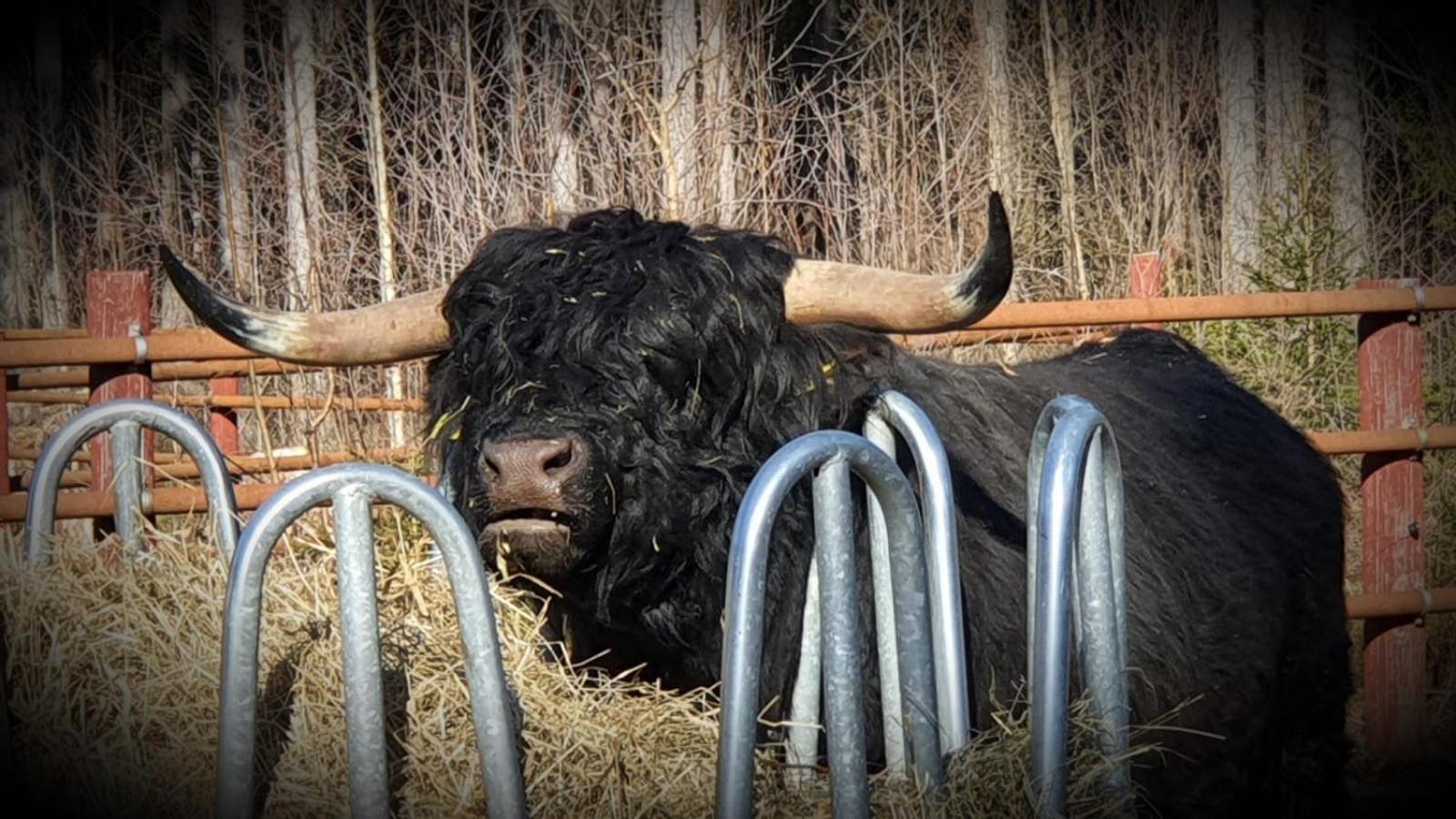 Isotalo Farm at enäjärvi lake