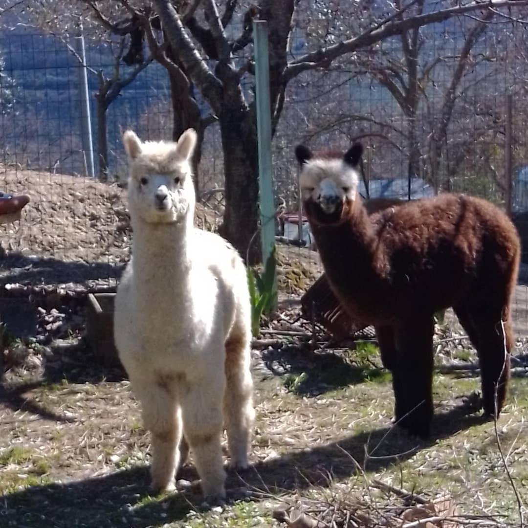 B&B Il Sentiero nel Bosco