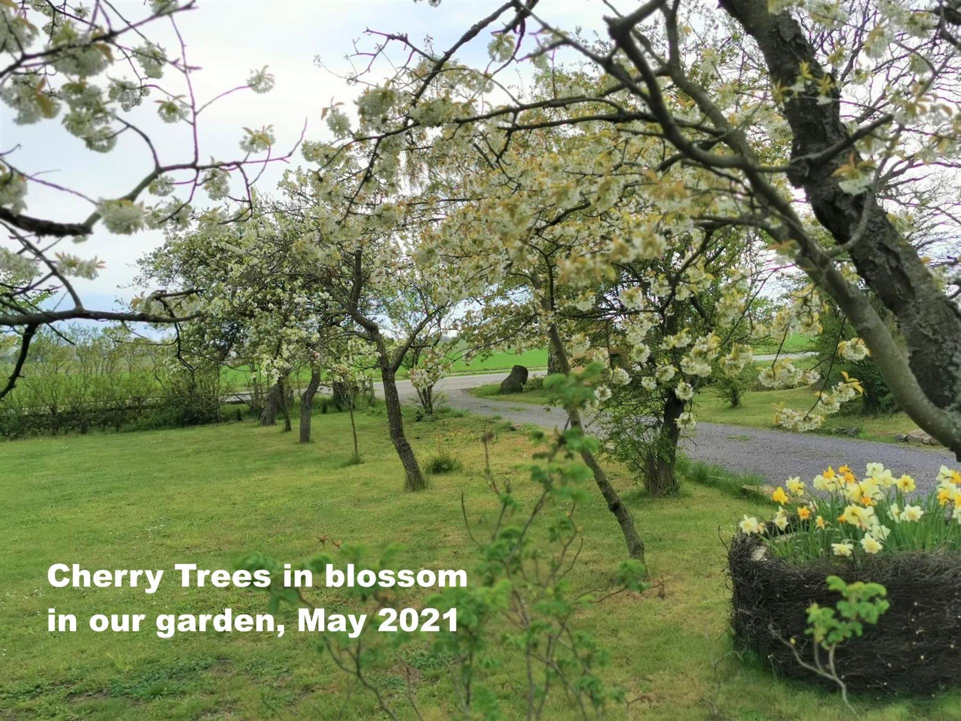 The Cherry Apartment - 'Den Gule Svane' Guest House near Rønne & Beach