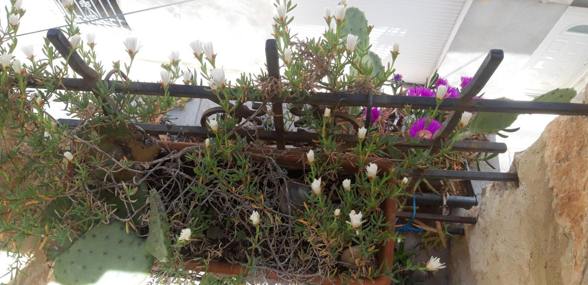 Gîtes chez Daniel "Languedoc"