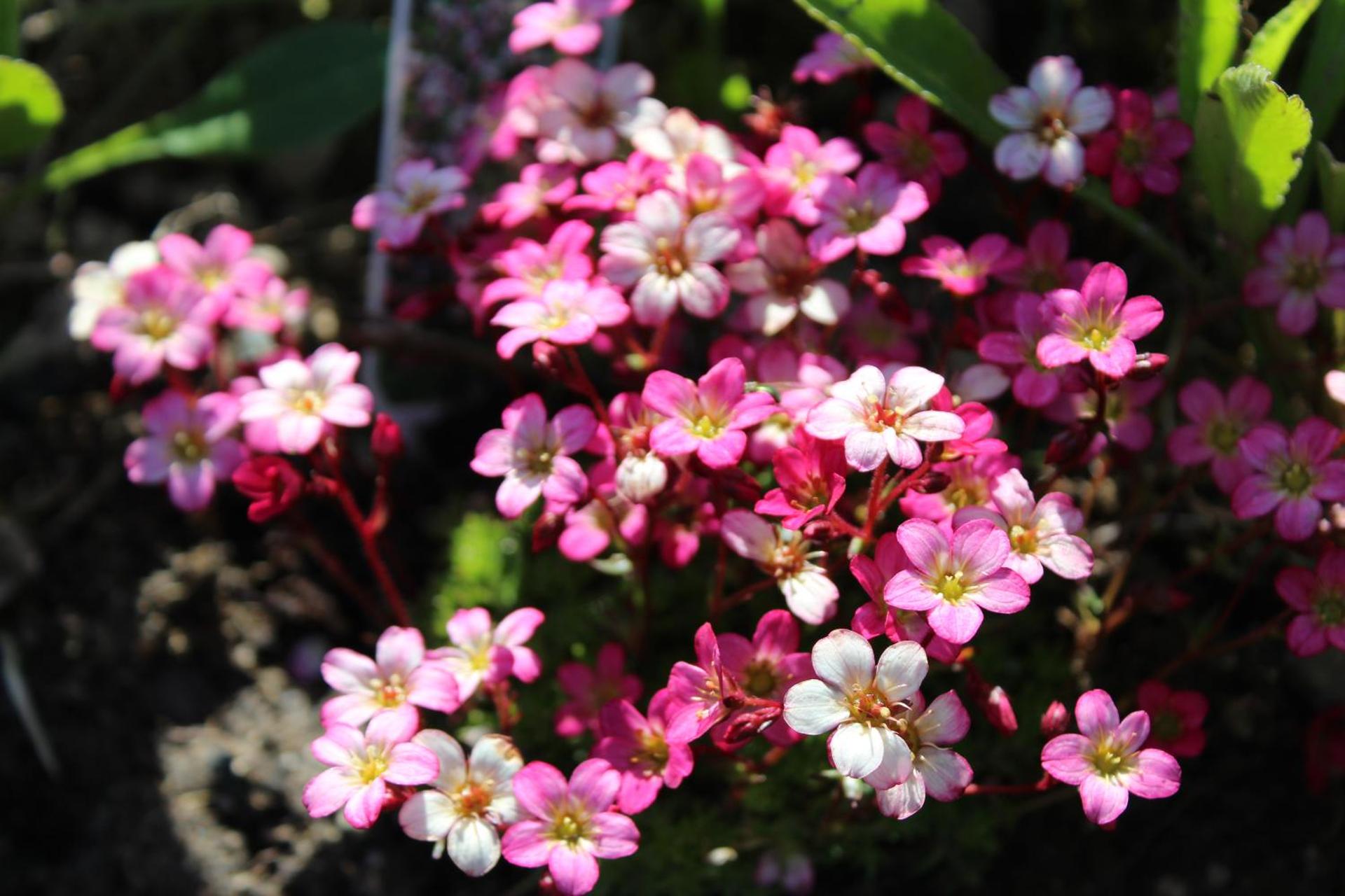 CherryTreeCottage - Cosy 19thCentury Pet Friendly