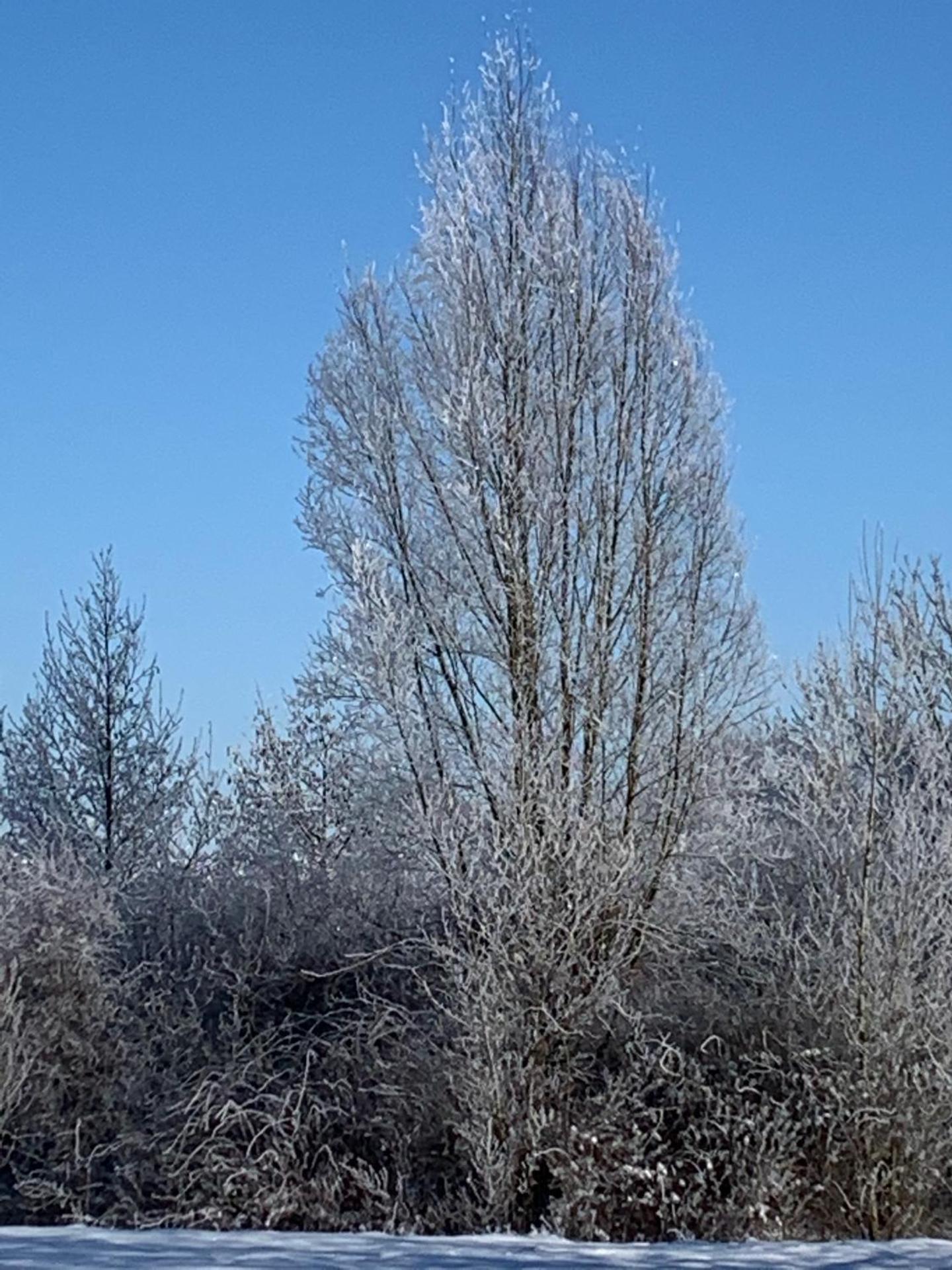 Wohlfühl Appartments