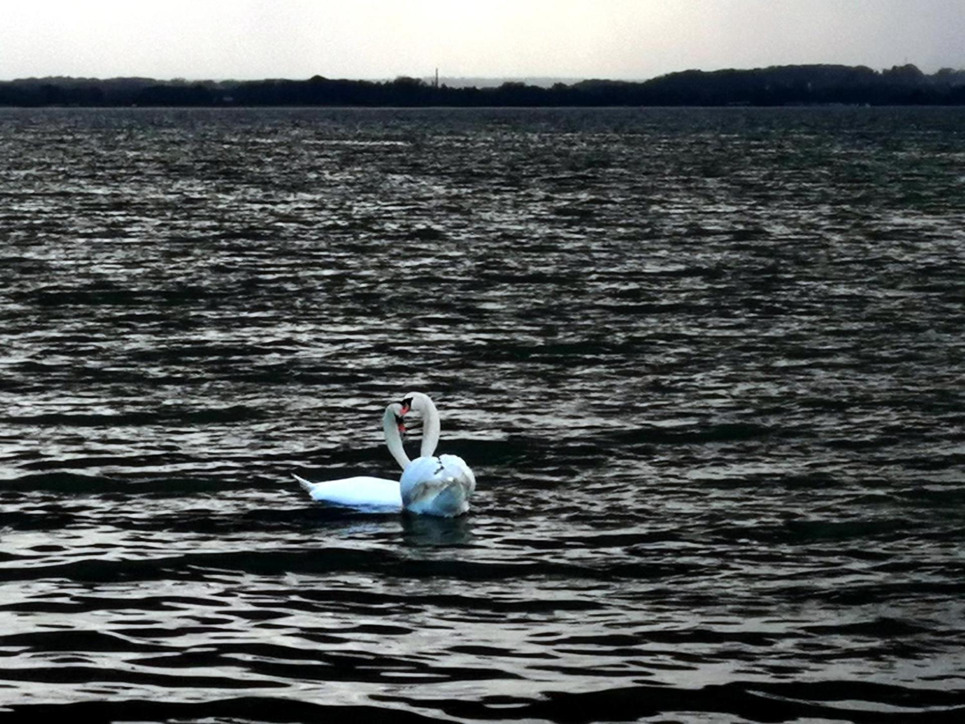 Katzensprung zum Wald