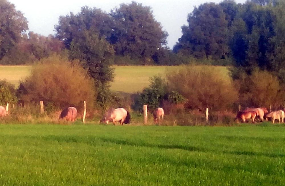 Katzensprung zum Wald