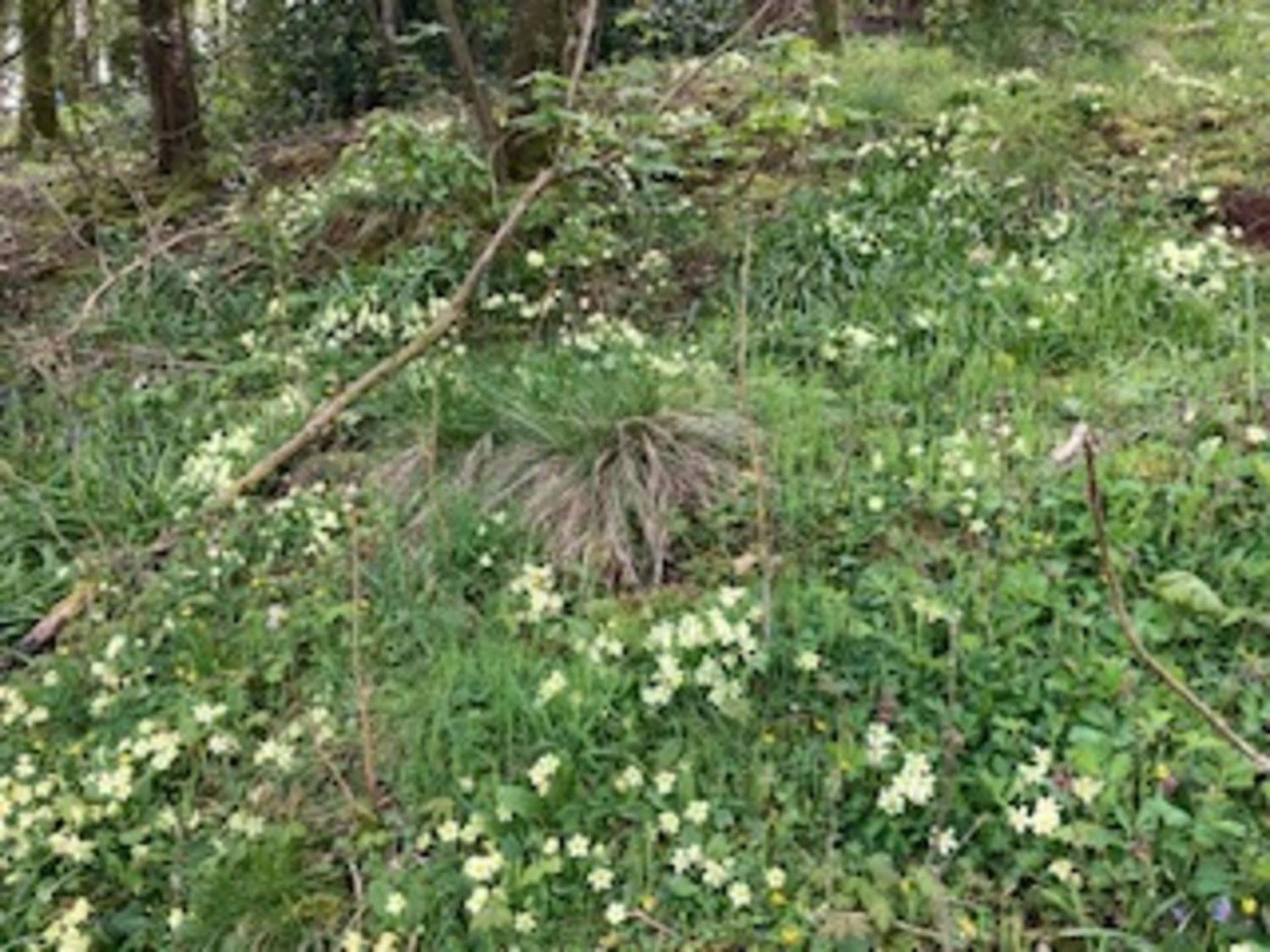 Cosy 2-Bed Cottage with Garden near Carlisle