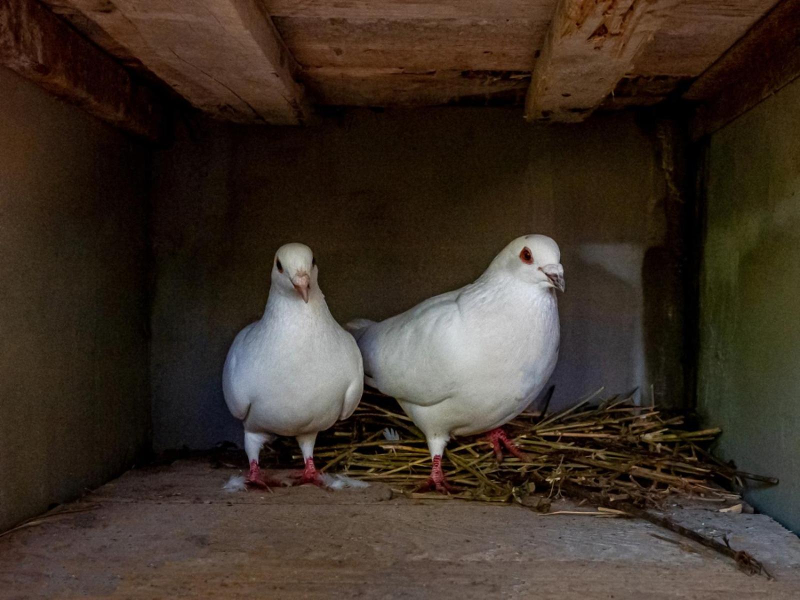 Casuta cu Trandafiri