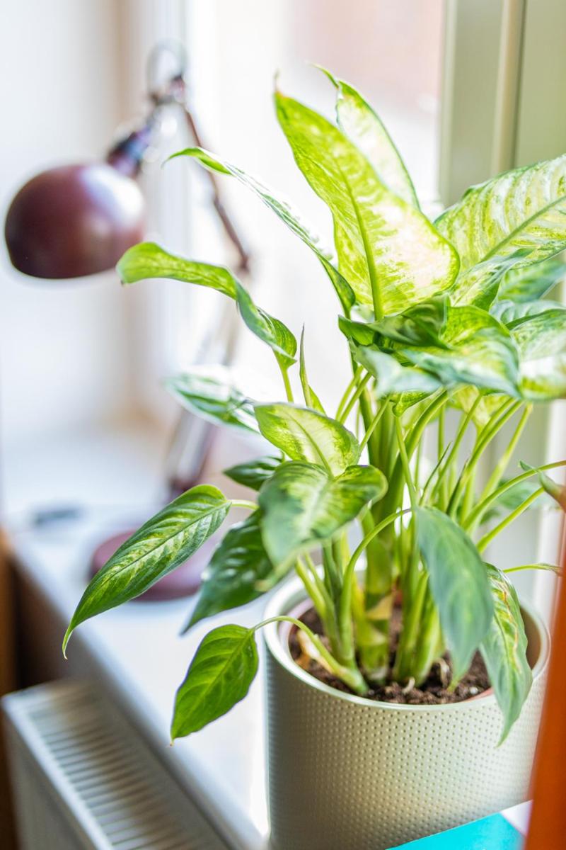 Apartamenty Starówka