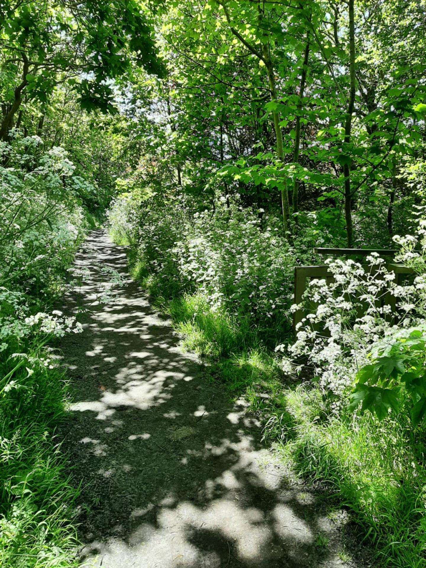 Boshuisje Petten aan Zee
