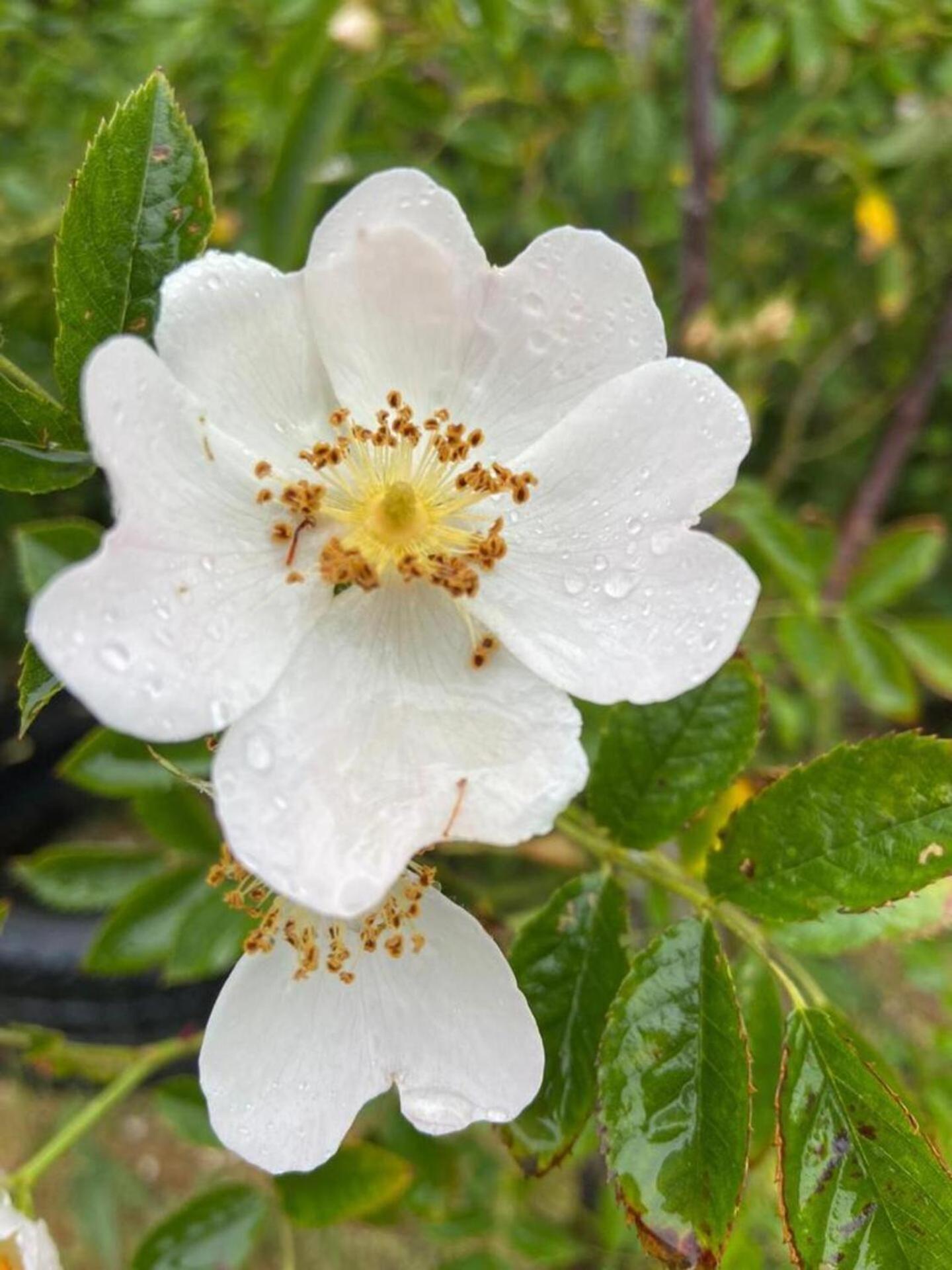 Luxury Pod-Sleeps 2-Hot Tub-Pets-Garden