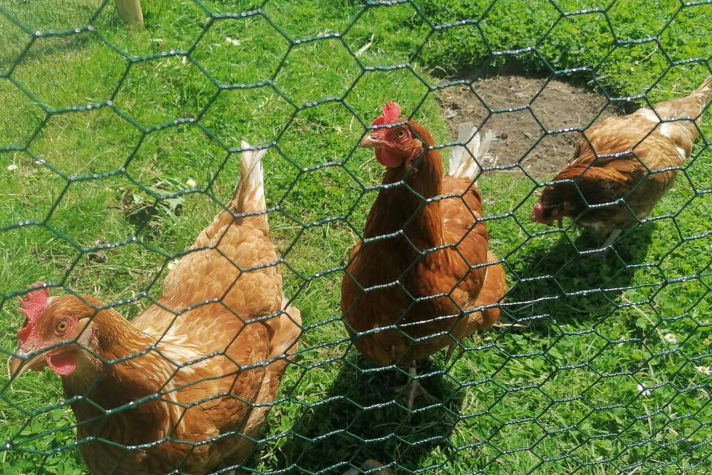 Crown Cabin Wiltshire near Longleat and Bath