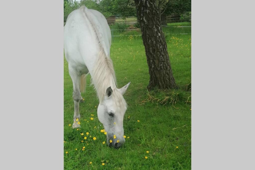 Crown Cabin Wiltshire near Longleat and Bath