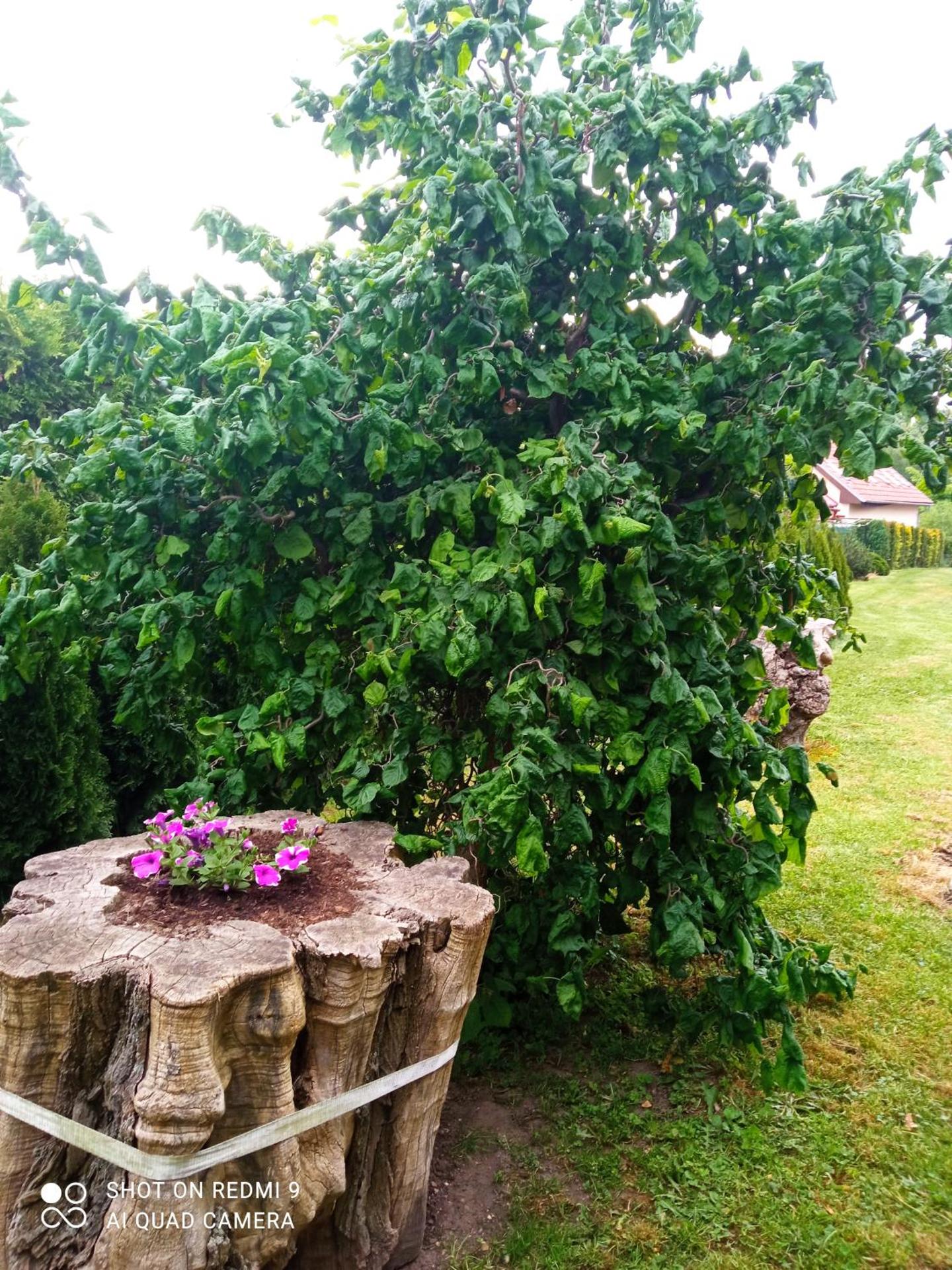 Celý rodinný dům na venkově