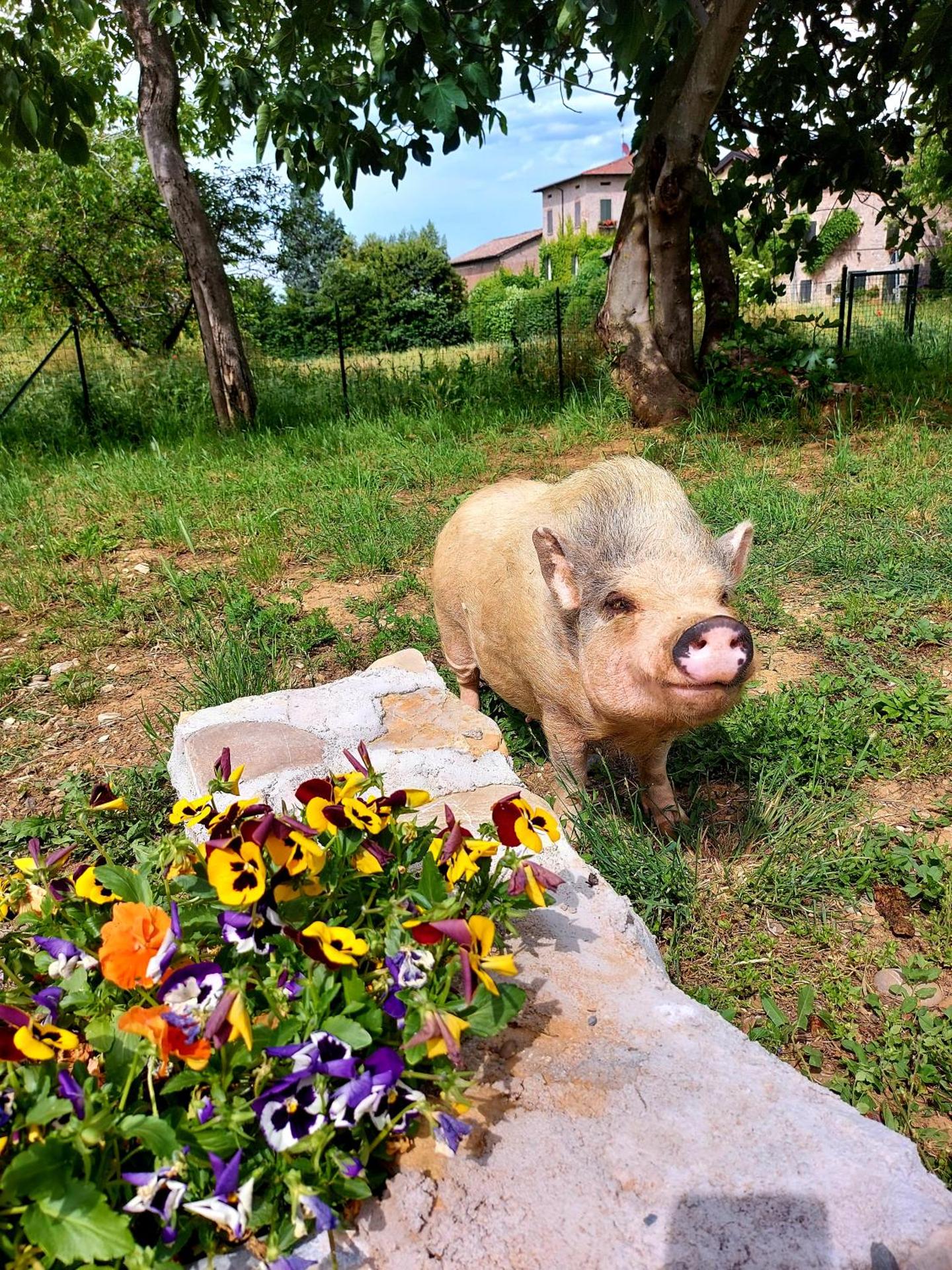AGRITURISMO AZIENDA AGRICOLA FERRARI M.RITA