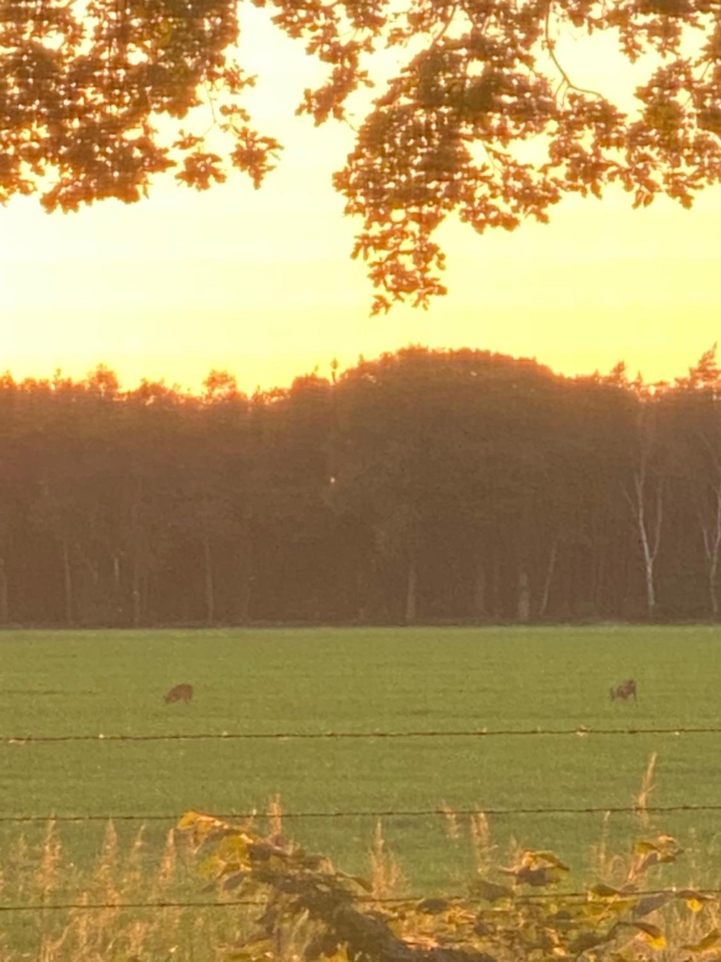 Chalet de kleine Eekhoorn