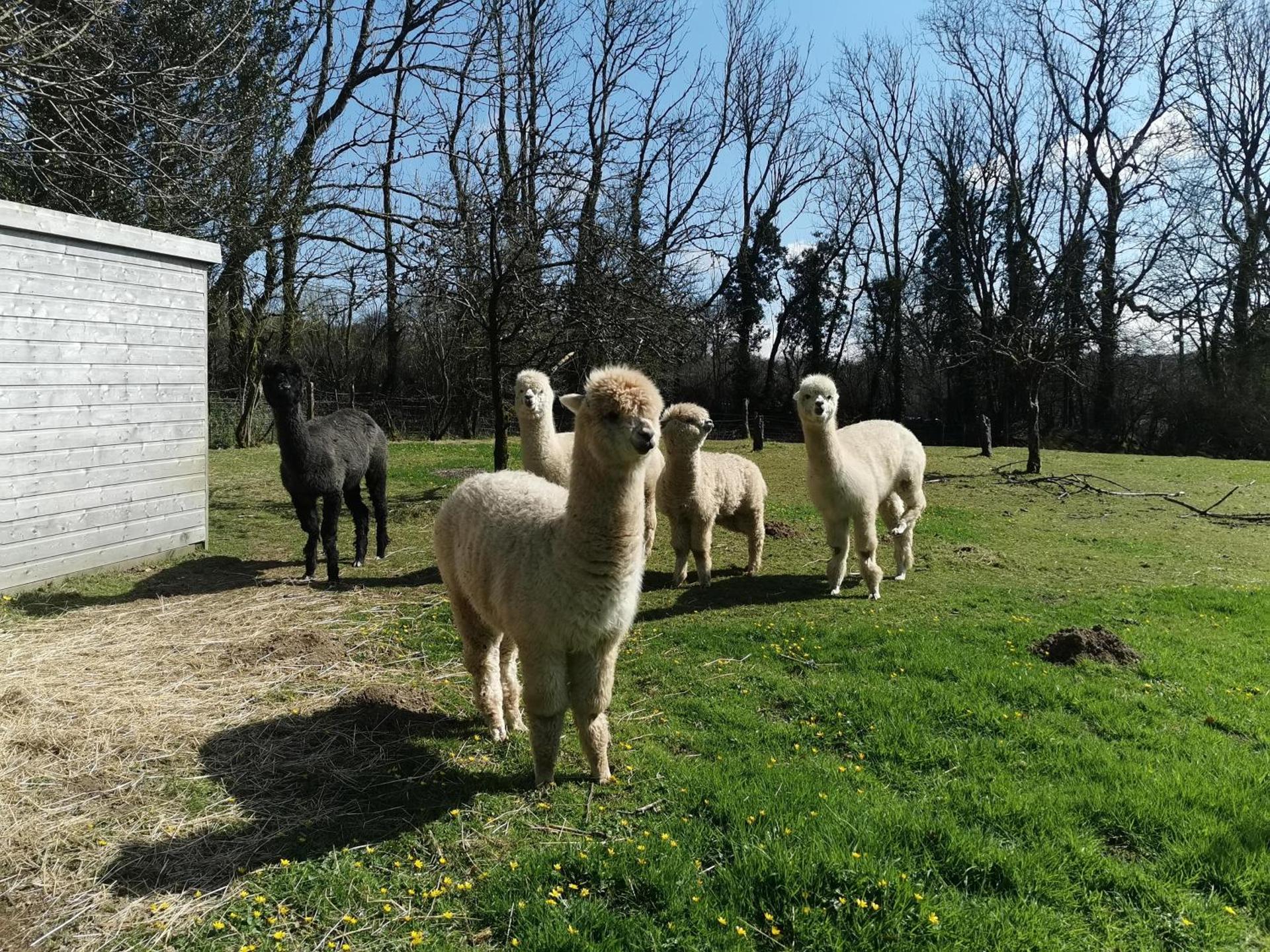 Wellstone Cottages - Honeysuckle