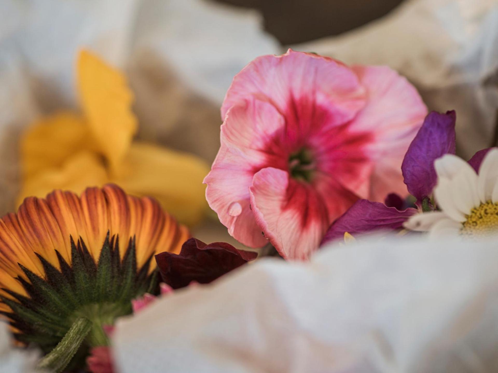 Aparthotel Stacherhof