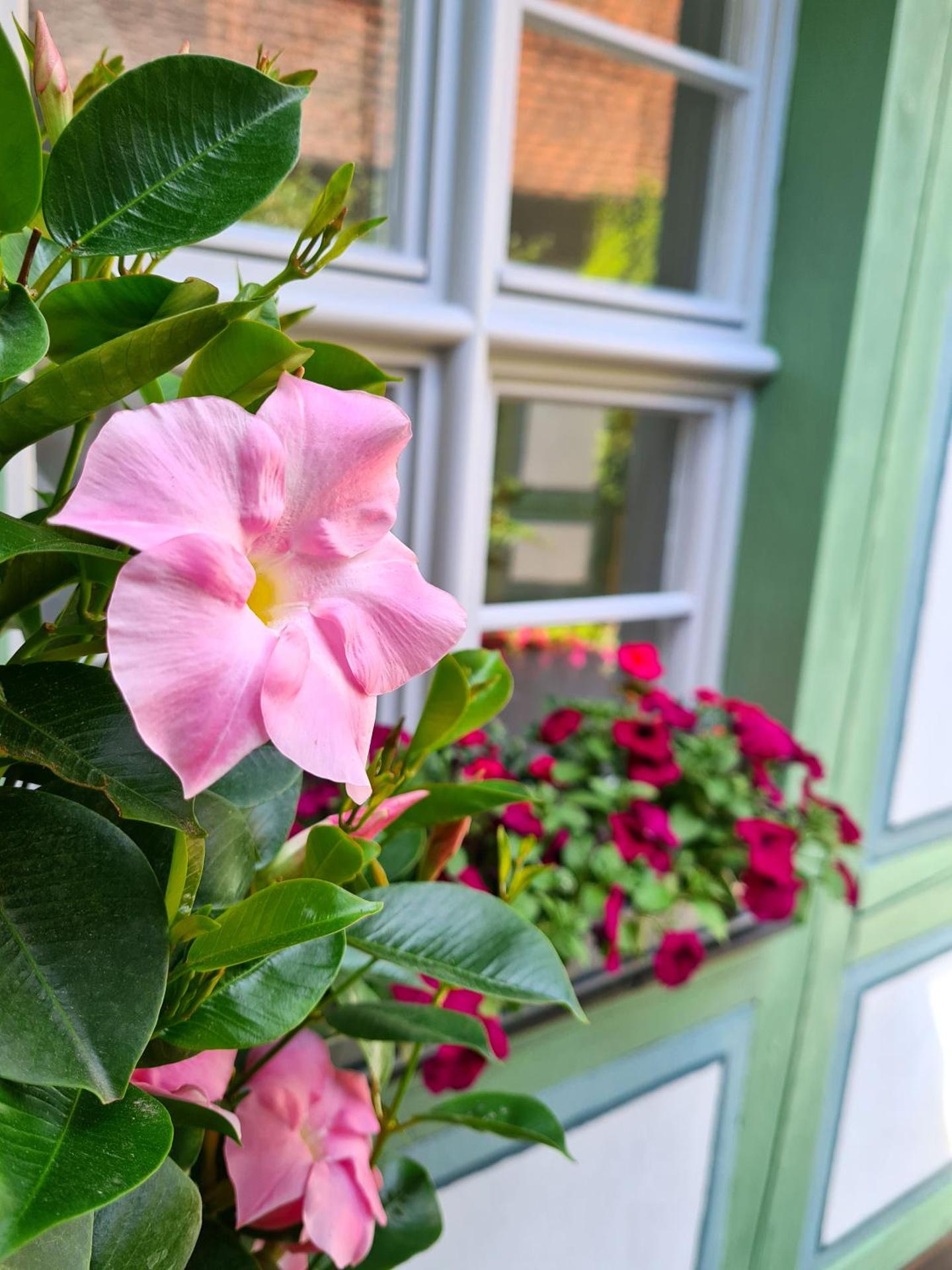 Altstadthotel Molitor