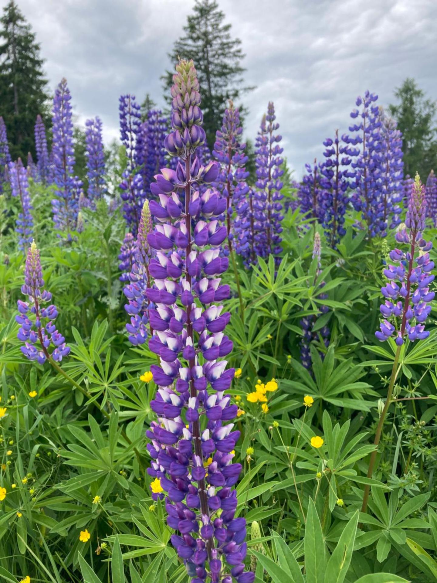 Gerlitzen, Gerlitzen Alpe, Residenz Kanzelhöhe, Ossiacher See
