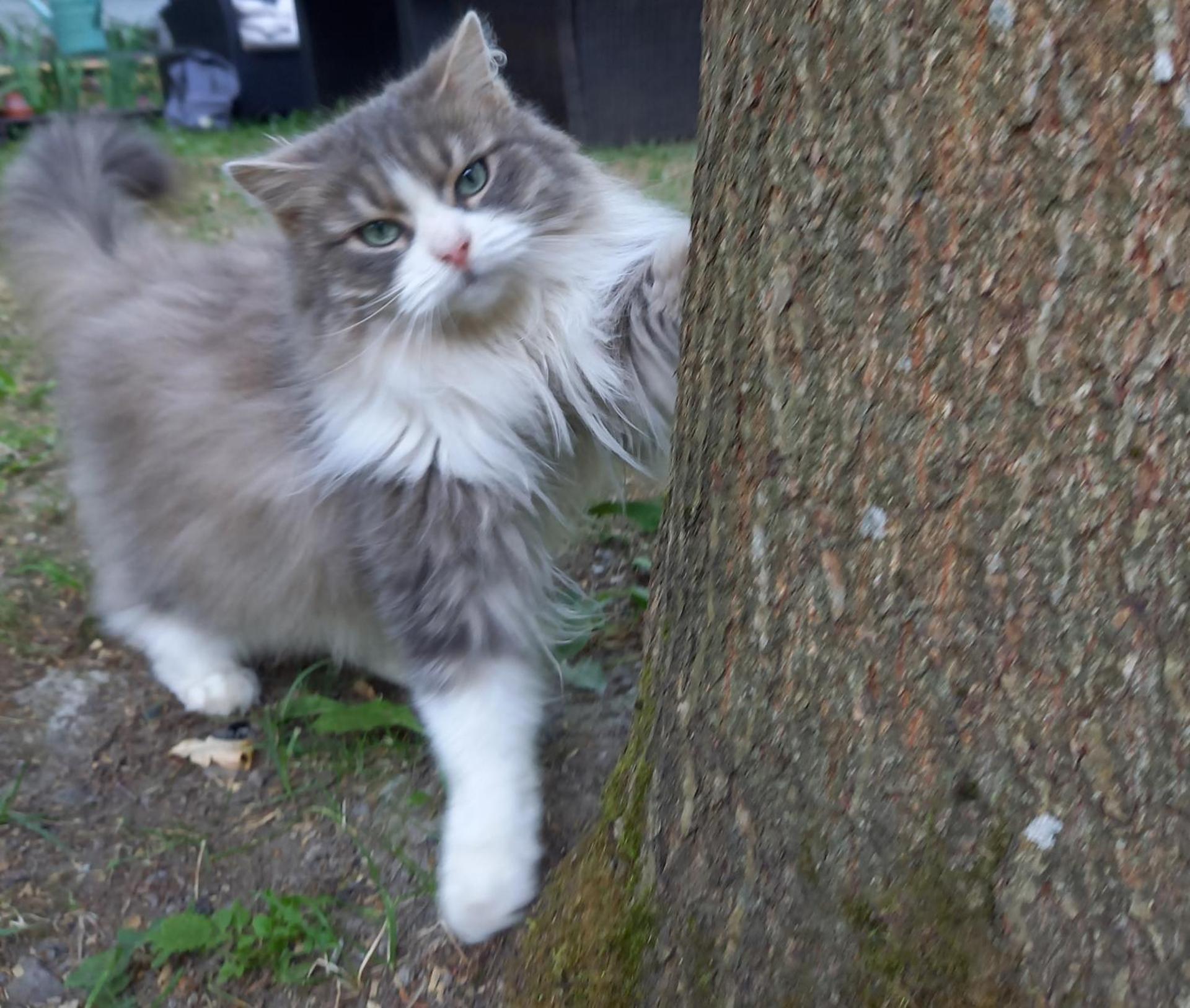 Villa Puistola Vinttimajoitus