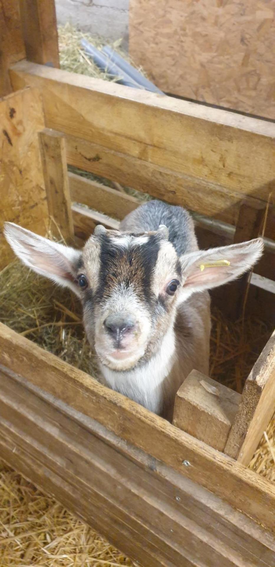 Chambre d'hôtes à la Chèvrerie de Saint Michel
