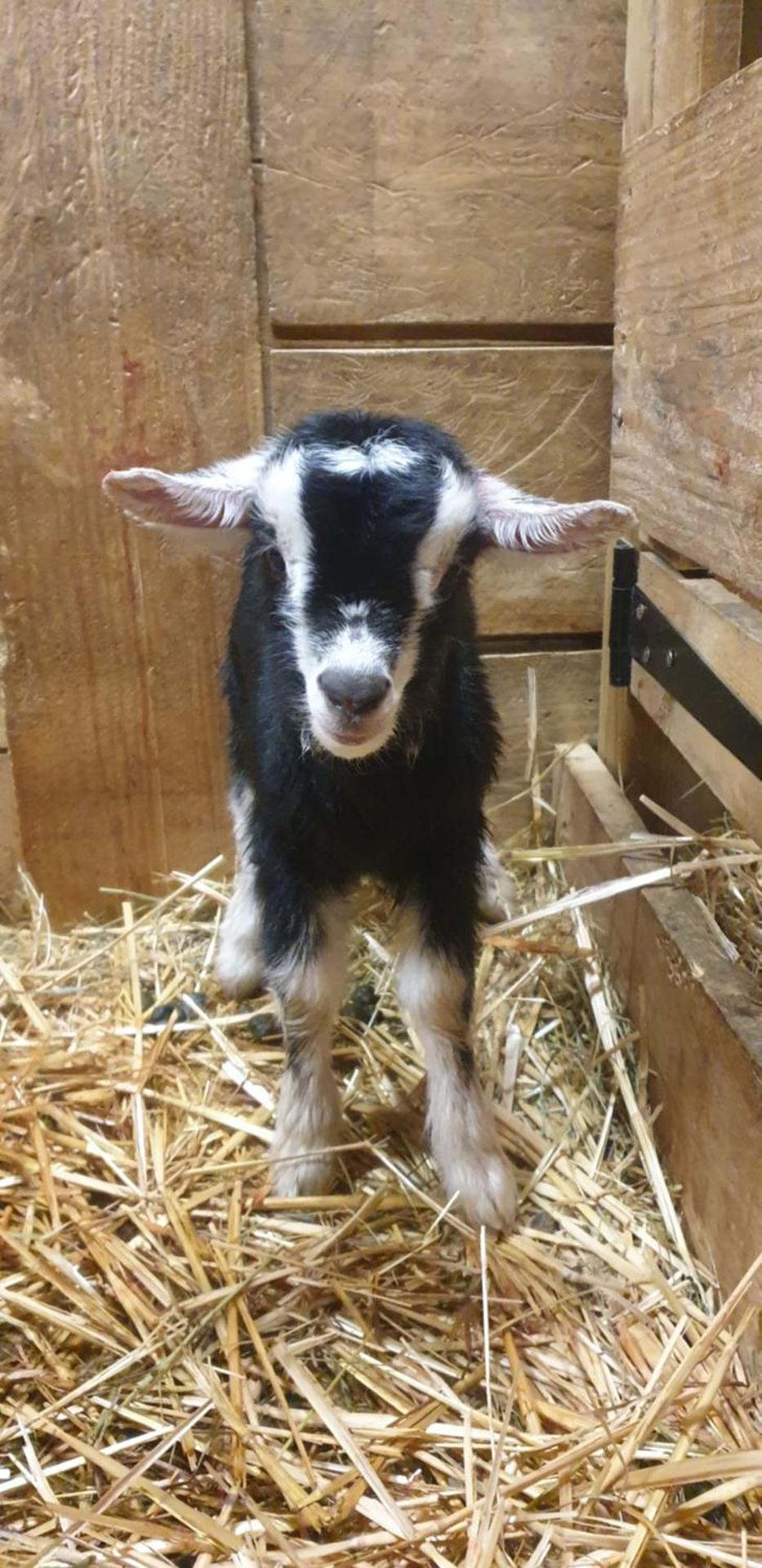 Chambre d'hôtes à la Chèvrerie de Saint Michel