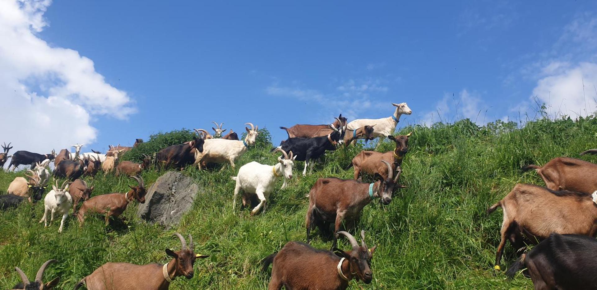 Chambre d'hôtes à la Chèvrerie de Saint Michel