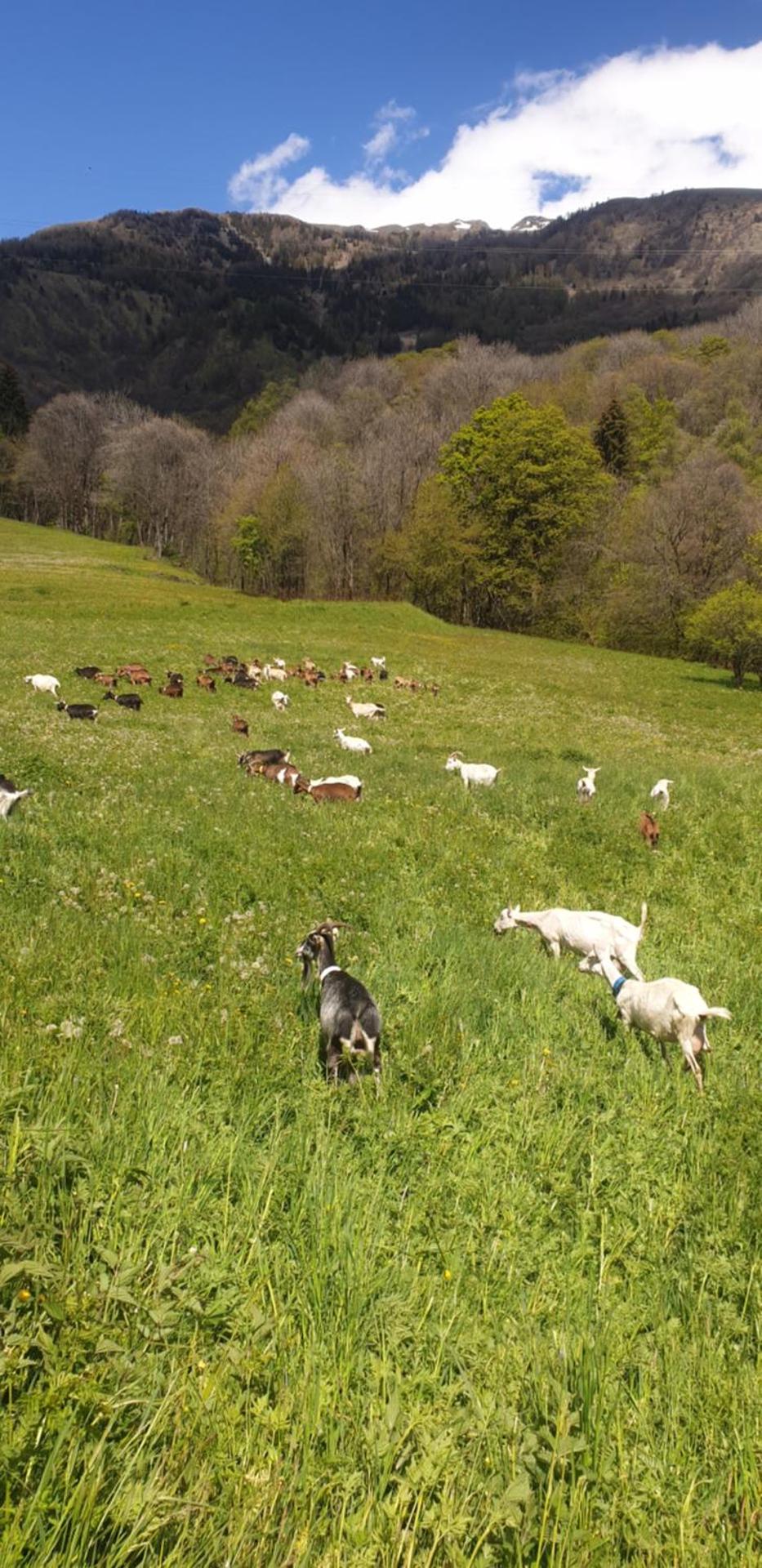 Chambre d'hôtes à la Chèvrerie de Saint Michel
