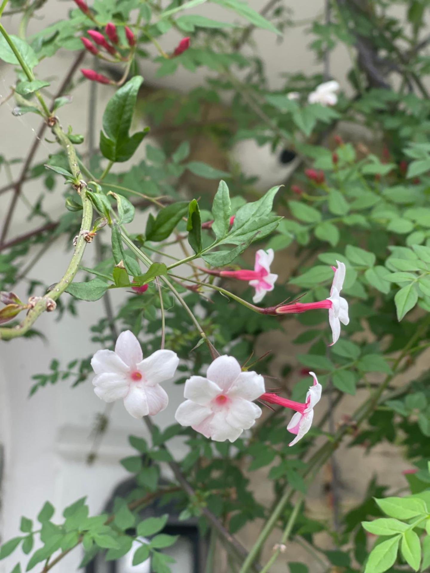 Inglenook Guest House