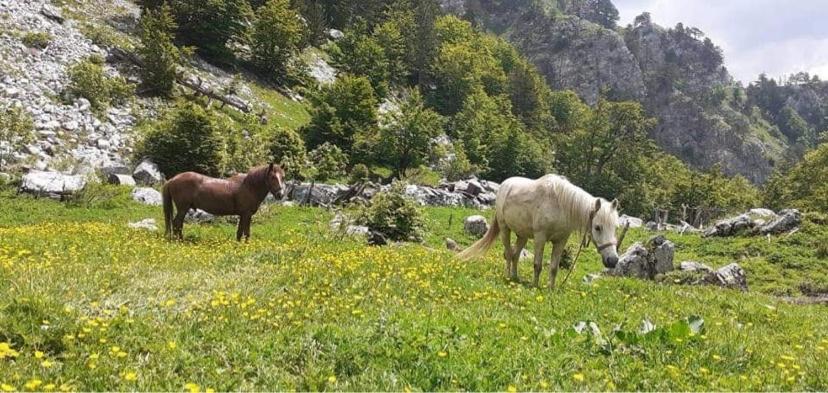 Guesthouse Skender Selimaj