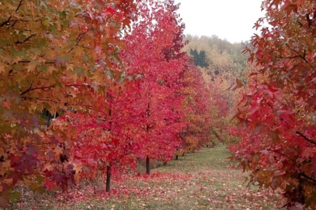 Casa intera tra le colline e le vigne del Dolcetto