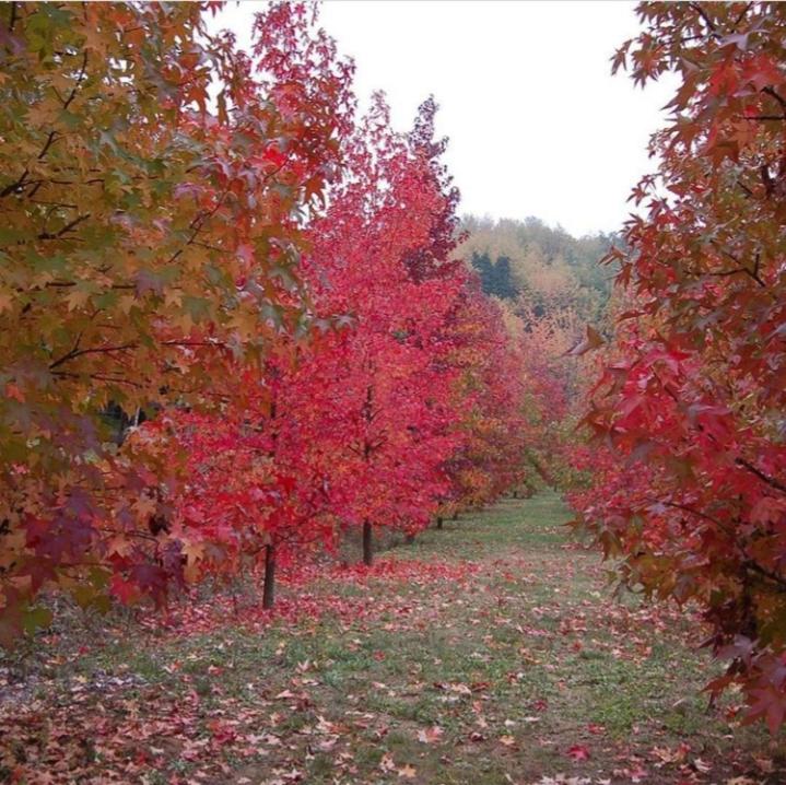 Casa intera tra le colline e le vigne del Dolcetto