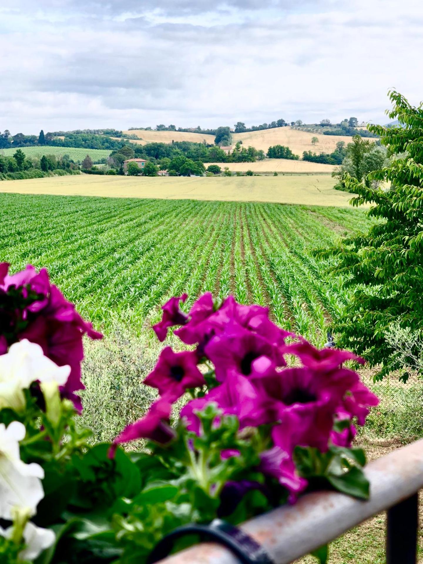 Casale Viridi - nel fresco delle colline Umbre