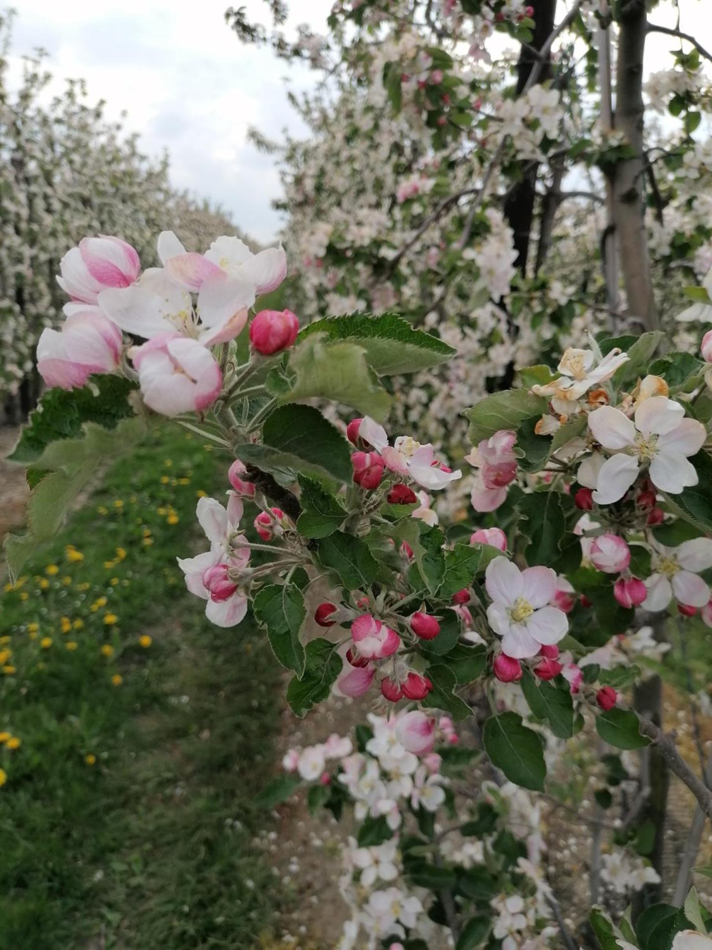 Vakantiewoning Upstairzzz