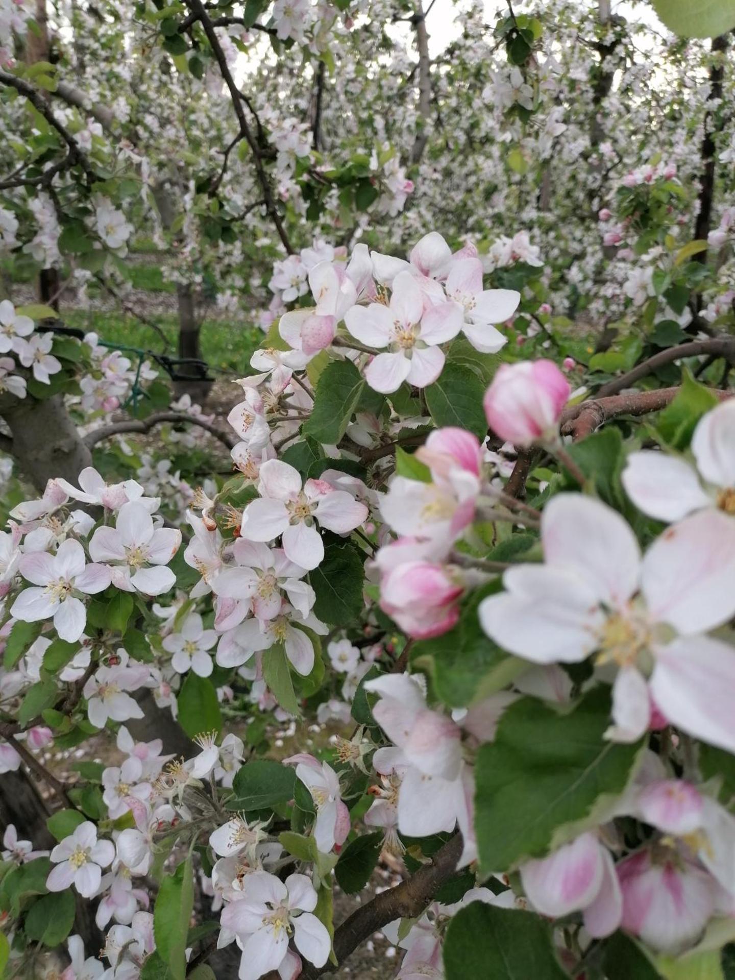 Vakantiewoning Upstairzzz