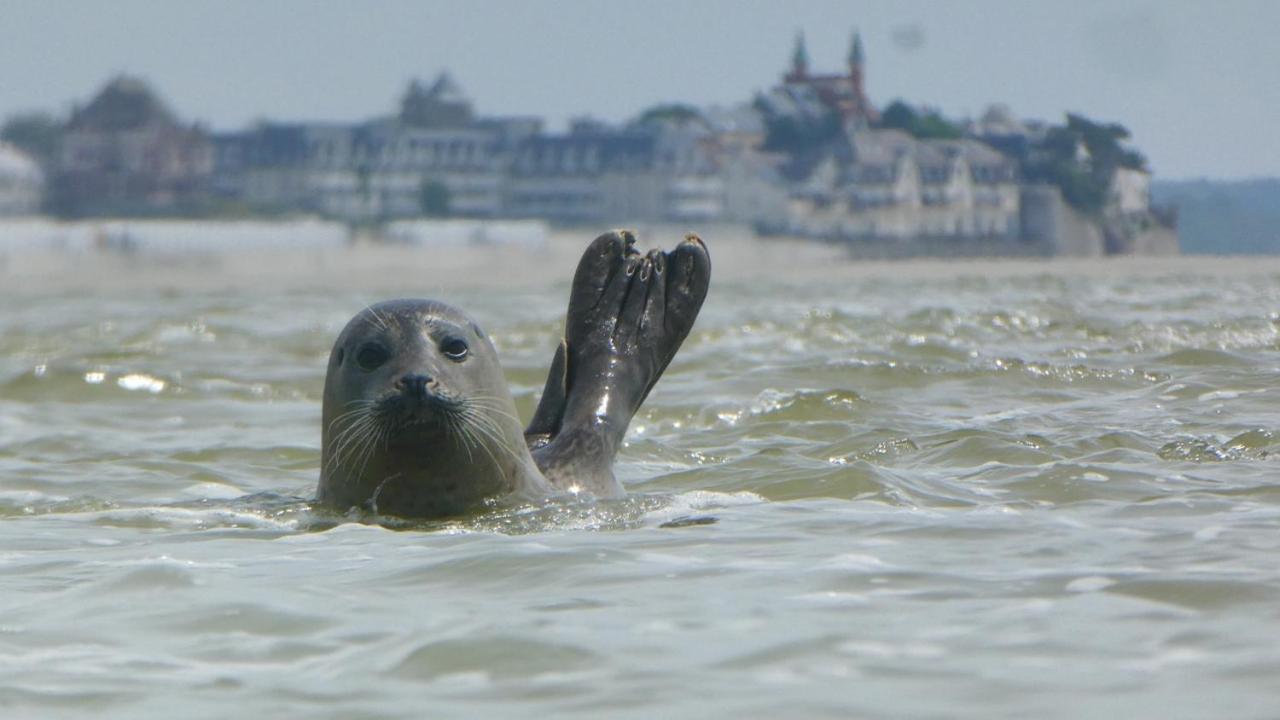 Un p'tit nid au Paradis