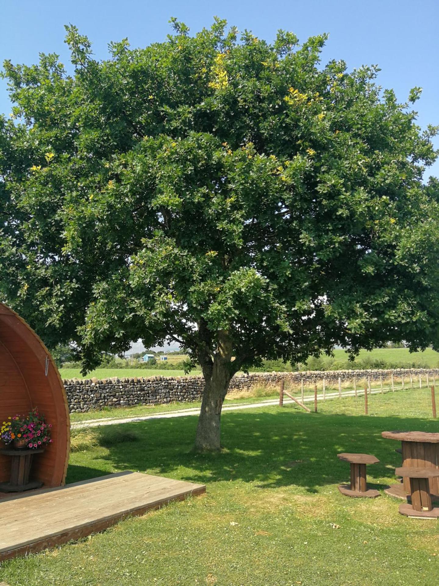 Sunny Mount Glamping Pod