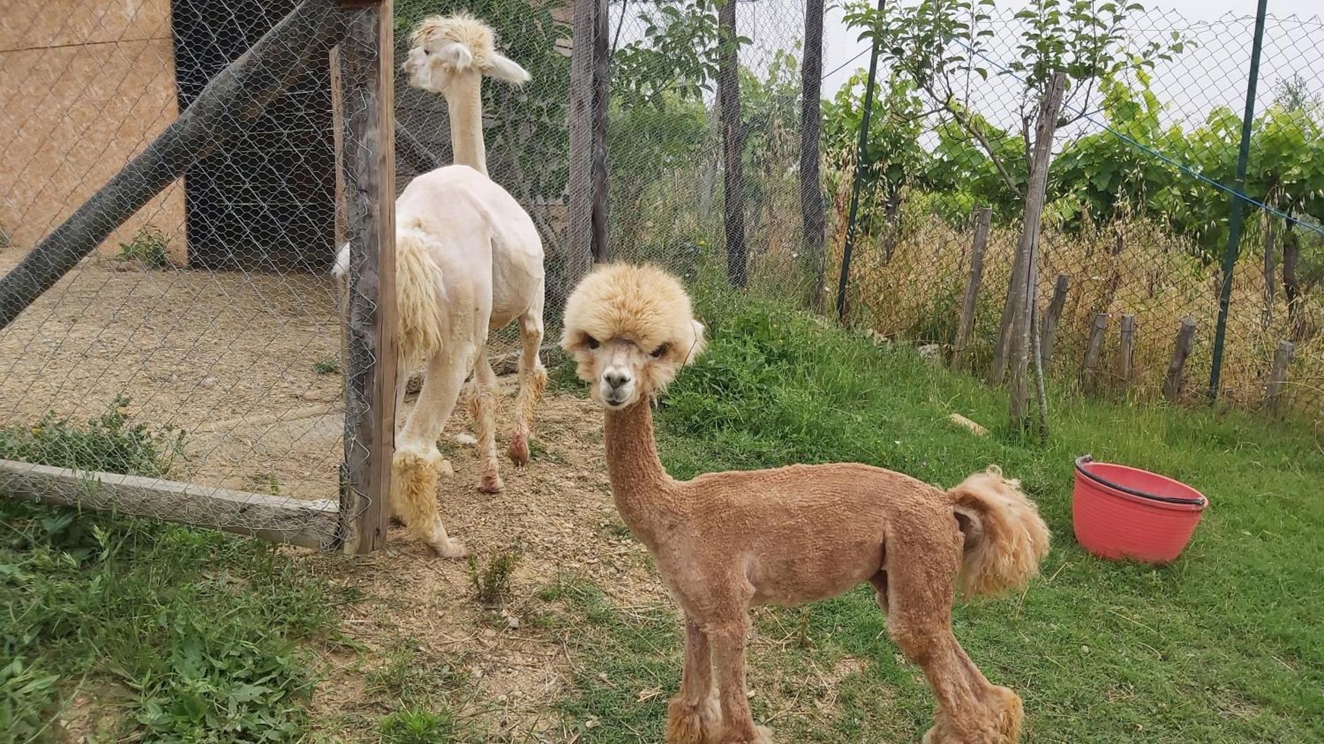 La Limonaia Country House