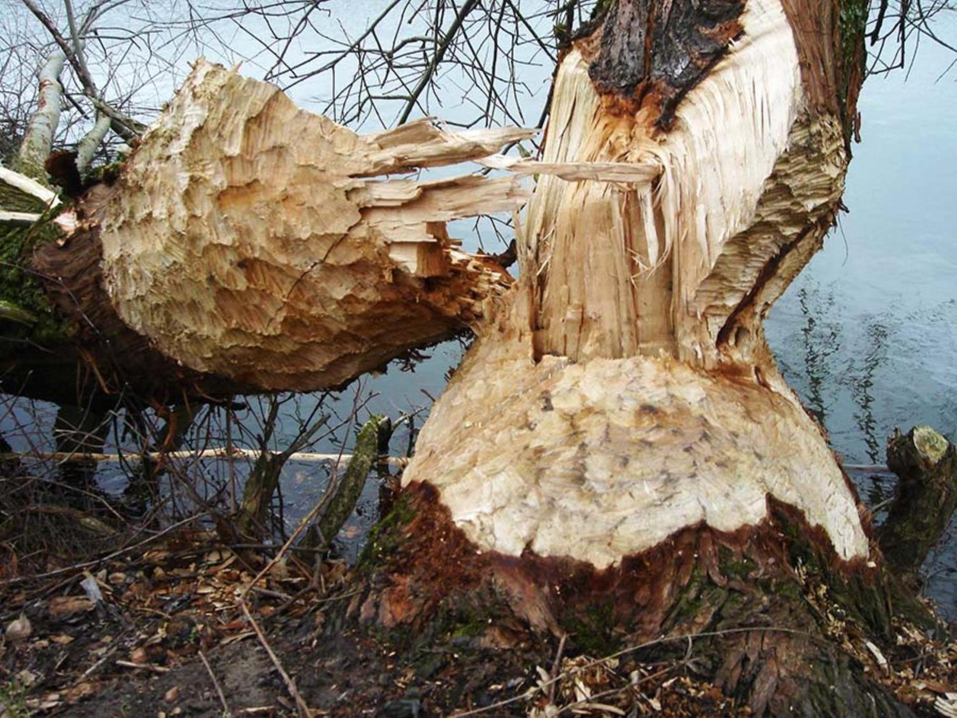 Gezinskamer van Waard van Kekerdom