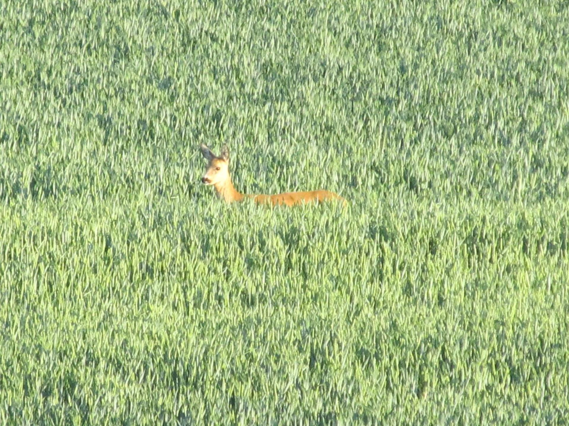 zum Wiesengrund im Oderbruch
