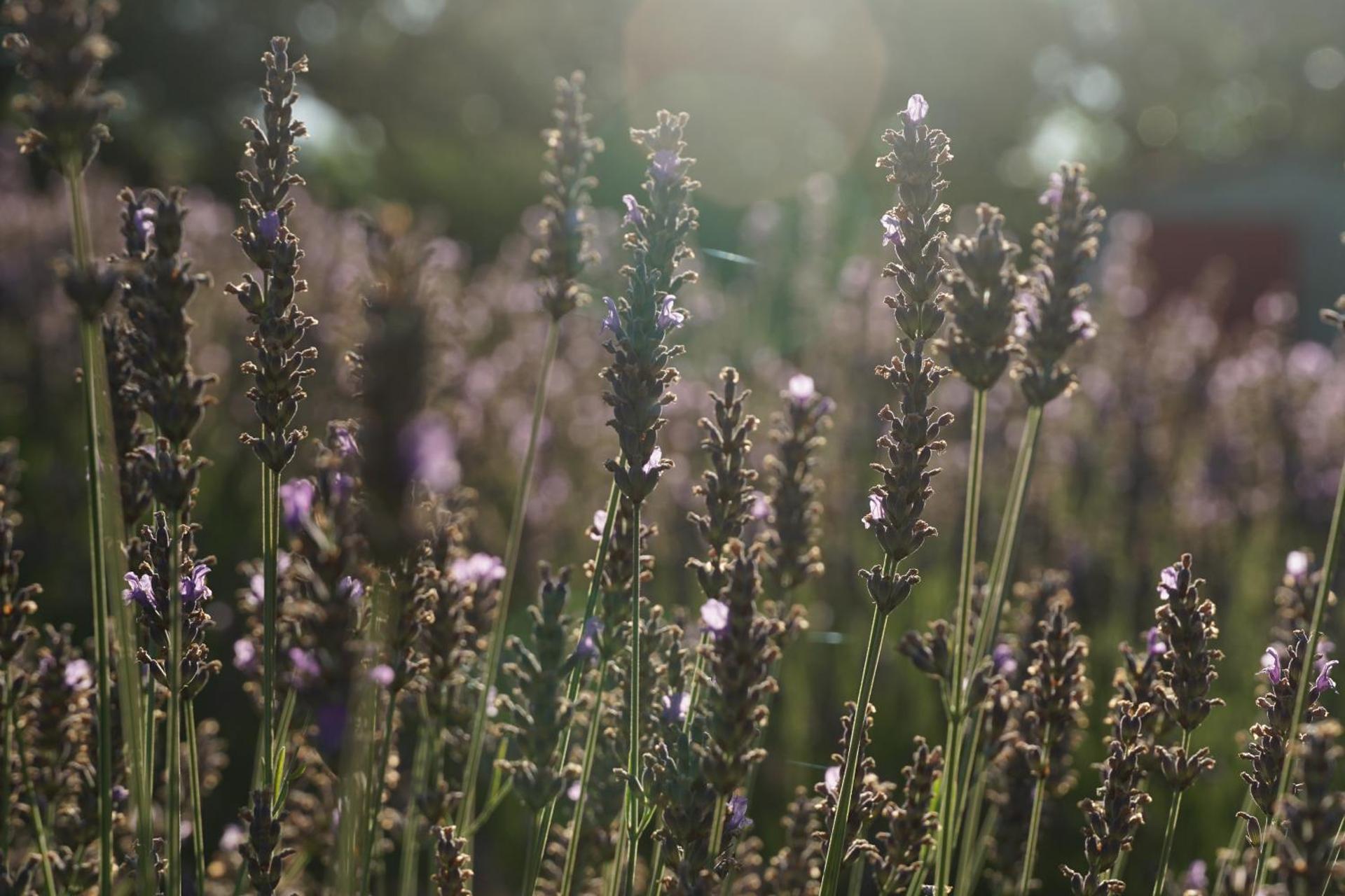 Les Néfliers chambre d'hôtes