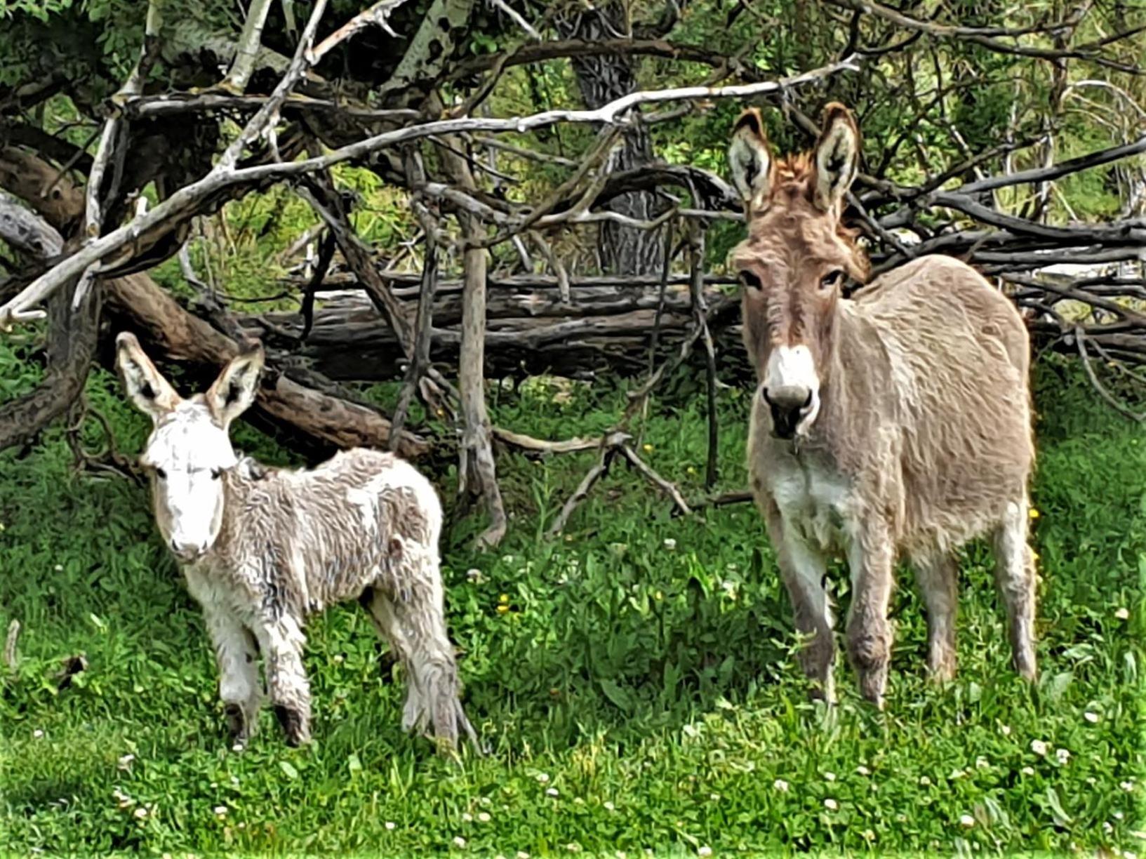 Ferme Equestre Les Coccinelles