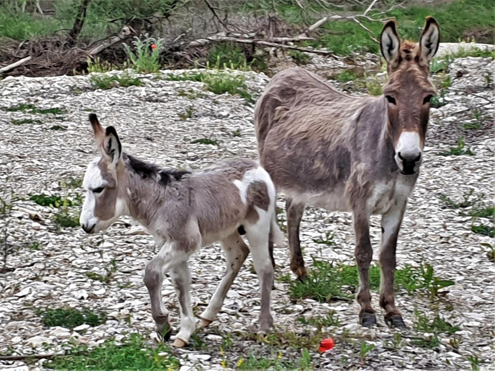 Ferme Equestre Les Coccinelles