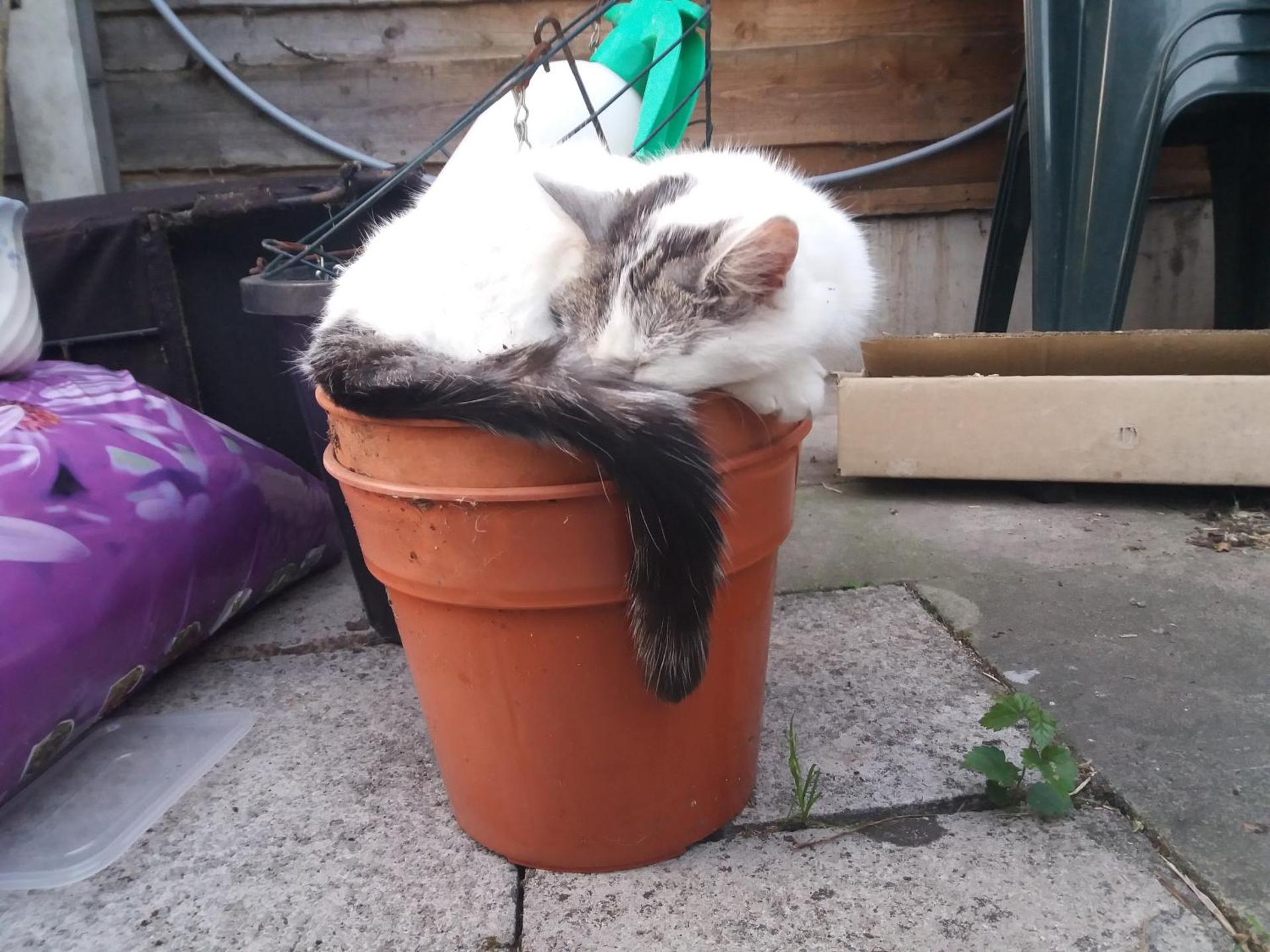 Rose View - Modern detached bungalow