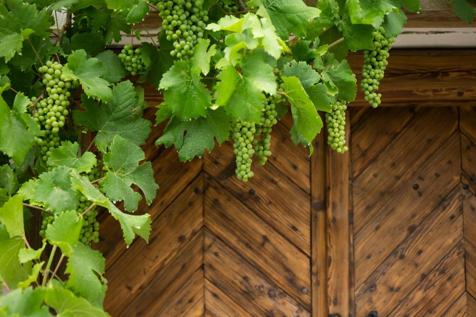 Vinonima Vendégház