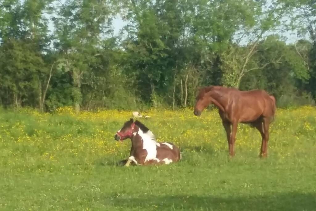 L'atelier, dépendance de charme, Ste Mère Église