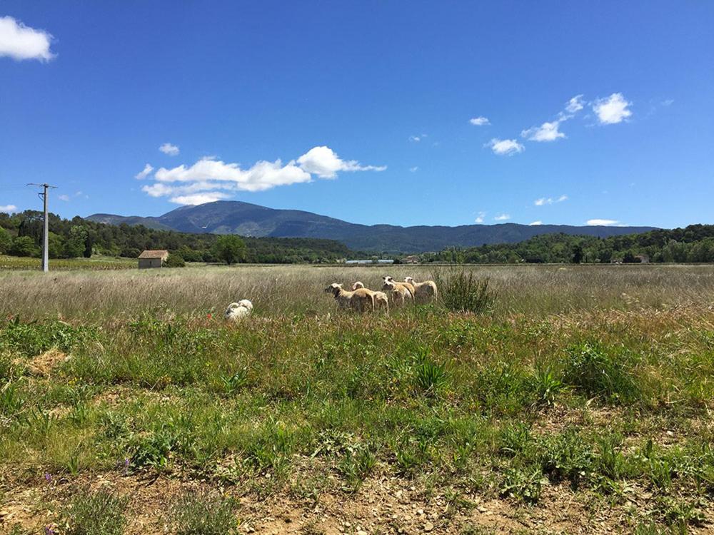 Maison de charme avec vue sur le Mont Ventoux